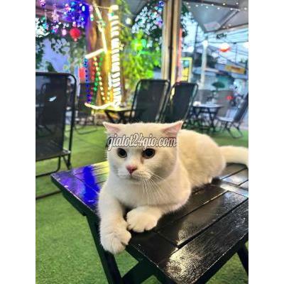 Mèo ( Vật Nuôi ) Quận 7 - Hồ Chí Minh