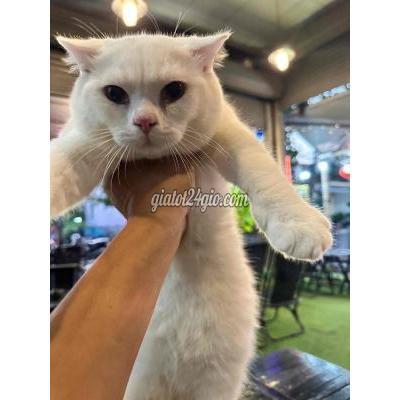 Mèo ( Vật Nuôi ) Quận 7 - Hồ Chí Minh