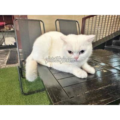 Mèo ( Vật Nuôi ) Quận 7 - Hồ Chí Minh