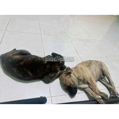 Chó Vật Nuôi Thú Cưng Bến Tre - Bến Tre Chó Vật Nuôi Thú Cưng Bến Tre - Bến Tre