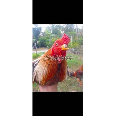 Gà ( Vật Nuôi ) Ô Môn - Cần Thơ