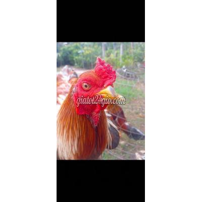 Gà ( Vật Nuôi ) Ô Môn - Cần Thơ