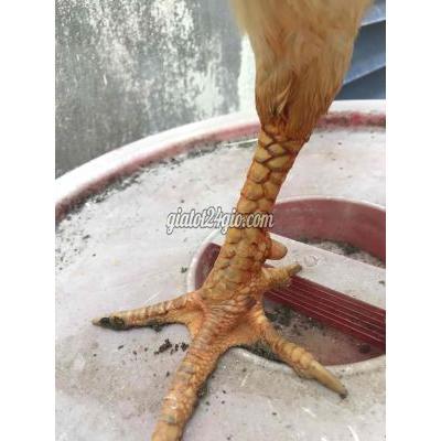 Gà Vật Nuôi Thú Cưng Châu Đốc - An Giang Gà Vật Nuôi Thú Cưng Châu Đốc - An Giang