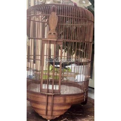 Chim ( Vật Nuôi ) Bình Tân - Hồ Chí Minh Chim ( Vật Nuôi ) Bình Tân - Hồ Chí Minh