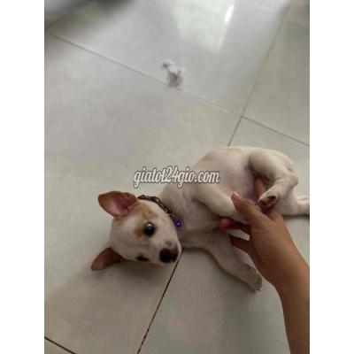 Vật Nuôi Thú Cưng Nhà Bè - Hồ Chí Minh