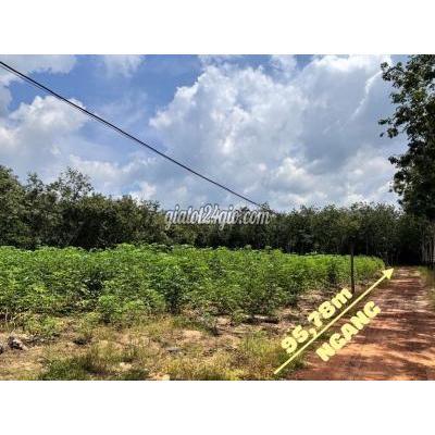 Đất Nông Nghiệp Dầu Tiếng - Bình Dương Đất Nông Nghiệp Dầu Tiếng - Bình Dương