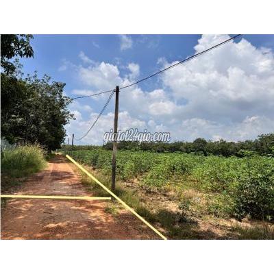 Đất Nông Nghiệp Dầu Tiếng - Bình Dương Đất Nông Nghiệp Dầu Tiếng - Bình Dương
