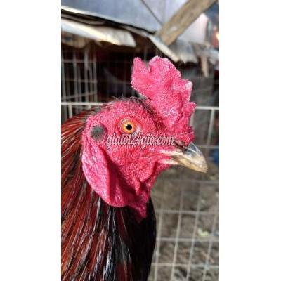 Gà ( Vật Nuôi ) Giồng Trôm - Bến Tre