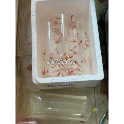 Vật Nuôi Thú Cưng Tân Bình - Hồ Chí Minh Vật Nuôi Thú Cưng Tân Bình - Hồ Chí Minh