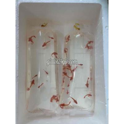 Vật Nuôi Thú Cưng Tân Bình - Hồ Chí Minh Vật Nuôi Thú Cưng Tân Bình - Hồ Chí Minh