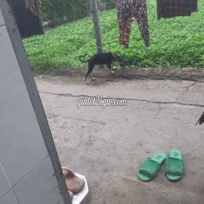 Vật Nuôi Thú Cưng Quận 12 - Hồ Chí Minh Vật Nuôi Thú Cưng Quận 12 - Hồ Chí Minh