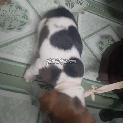 Vật Nuôi Thú Cưng Quận 12 - Hồ Chí Minh Vật Nuôi Thú Cưng Quận 12 - Hồ Chí Minh
