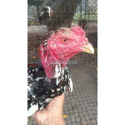 Gà ( Vật Nuôi ) Hóc Môn - Hồ Chí Minh