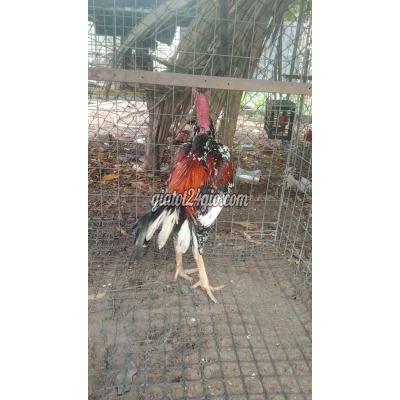 Gà ( Vật Nuôi ) Hóc Môn - Hồ Chí Minh