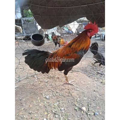Gà ( Vật Nuôi ) Thủ Dầu Một - Bình Dương