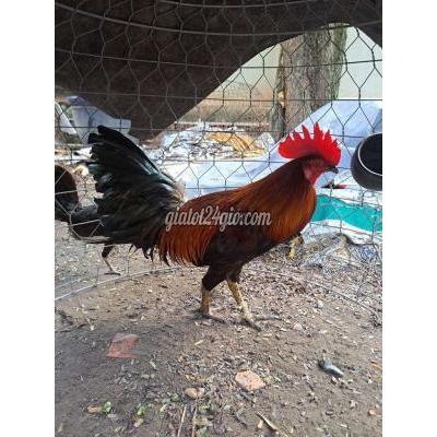 Gà ( Vật Nuôi ) Thủ Dầu Một - Bình Dương