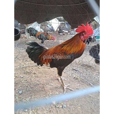 Gà ( Vật Nuôi ) Thủ Dầu Một - Bình Dương