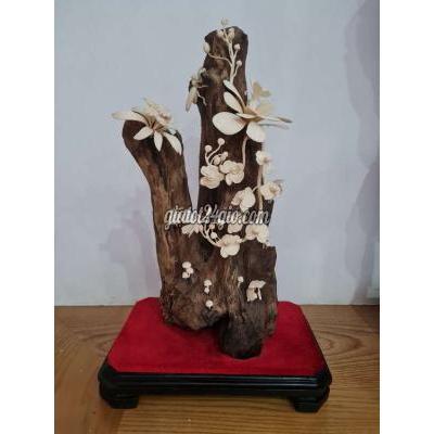 Cây Cảnh Cũ Ngũ Hành Sơn - Đà Nẵng