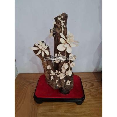 Cây Cảnh Cũ Ngũ Hành Sơn - Đà Nẵng