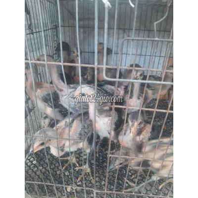 Gà ( Vật Nuôi ) Xuân Lộc - Đồng Nai Gà ( Vật Nuôi ) Xuân Lộc - Đồng Nai