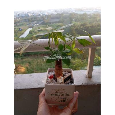 Cây Cảnh Cũ Bình Tân - Hồ Chí Minh