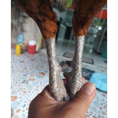 Gà ( Vật Nuôi ) Tam Nông - Đồng Tháp