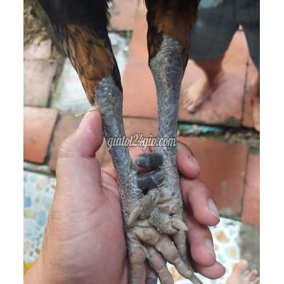 Gà ( Vật Nuôi ) Tam Nông - Đồng Tháp