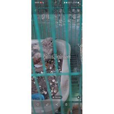 Chim Cảnh Quận 8 - Hồ Chí Minh Chim Cảnh Quận 8 - Hồ Chí Minh