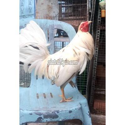 Gà ( Vật Nuôi ) Thủ Đức - Hồ Chí Minh Gà ( Vật Nuôi ) Thủ Đức - Hồ Chí Minh