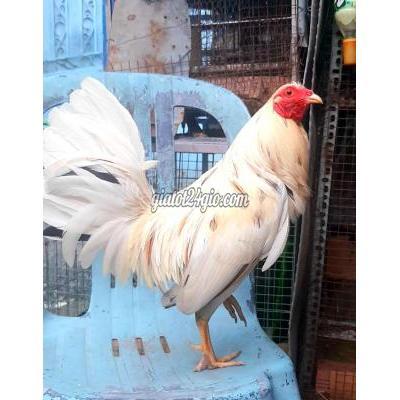 Gà ( Vật Nuôi ) Thủ Đức - Hồ Chí Minh Gà ( Vật Nuôi ) Thủ Đức - Hồ Chí Minh