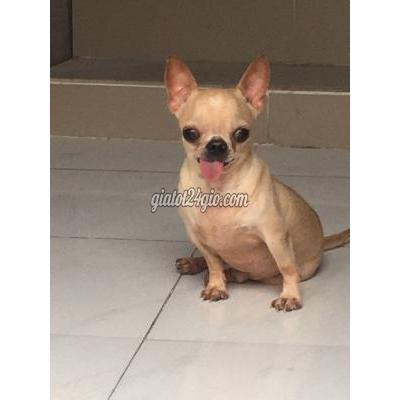 Vật Nuôi Thú Cưng Quận 4 - Hồ Chí Minh