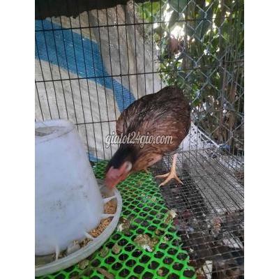 Gà ( Vật Nuôi ) Cần Giuộc - Long An