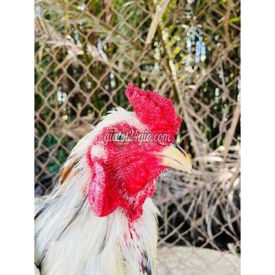 Gà ( Vật Nuôi ) Quận 6 - Hồ Chí Minh