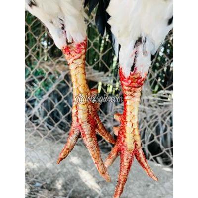 Gà ( Vật Nuôi ) Quận 6 - Hồ Chí Minh