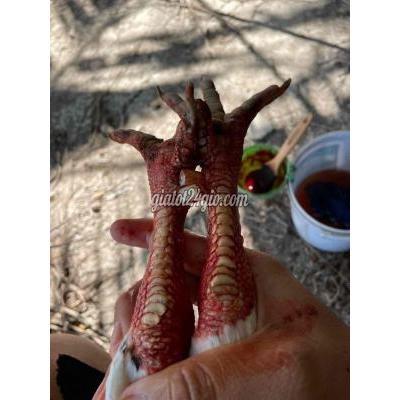 Gà ( Vật Nuôi ) Quận 6 - Hồ Chí Minh