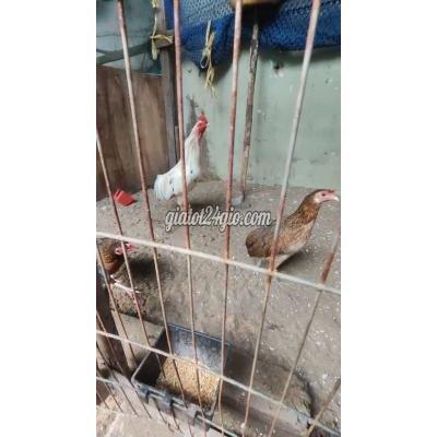 Gà ( Vật Nuôi ) Bình Chánh - Hồ Chí Minh