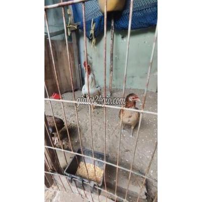 Gà ( Vật Nuôi ) Bình Chánh - Hồ Chí Minh
