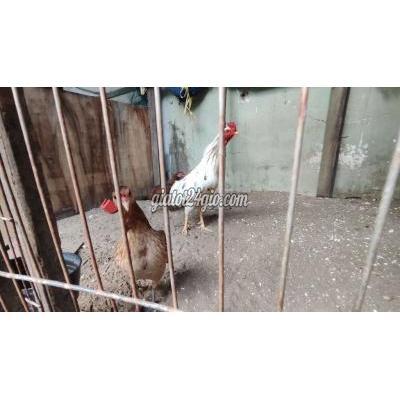 Gà ( Vật Nuôi ) Bình Chánh - Hồ Chí Minh