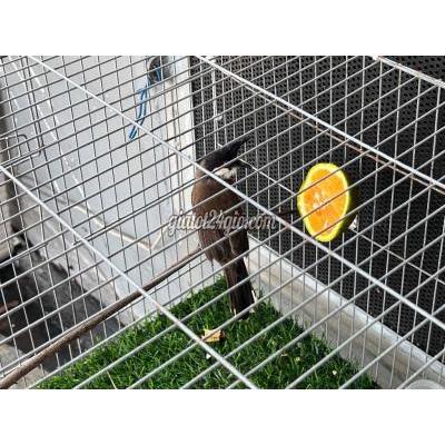 Chim ( Vật Nuôi ) Tân Phú - Hồ Chí Minh Chim ( Vật Nuôi ) Tân Phú - Hồ Chí Minh