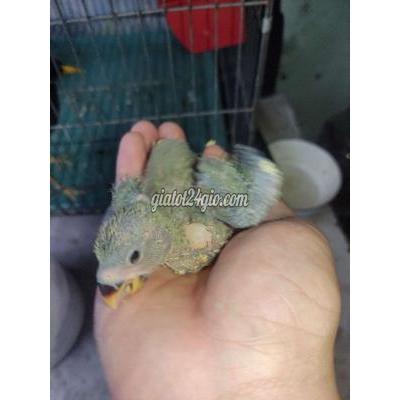 Chim ( Vật Nuôi ) Thủ Đức - Hồ Chí Minh