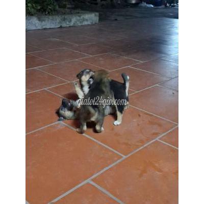 Chó Vật Nuôi Thú Cưng Mê Linh - Hà Nội