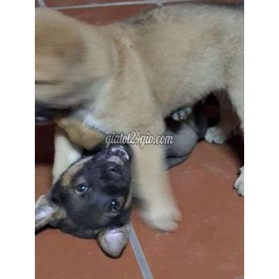 Chó Vật Nuôi Thú Cưng Mê Linh - Hà Nội