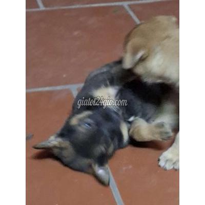 Chó Vật Nuôi Thú Cưng Mê Linh - Hà Nội