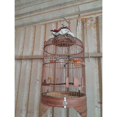 Chim ( Vật Nuôi ) Thủ Đức - Hồ Chí Minh