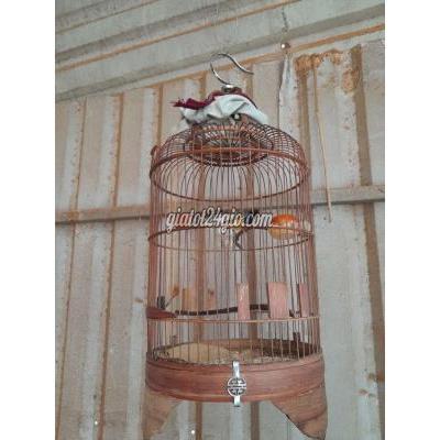 Chim ( Vật Nuôi ) Thủ Đức - Hồ Chí Minh