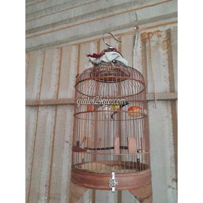 Chim ( Vật Nuôi ) Thủ Đức - Hồ Chí Minh