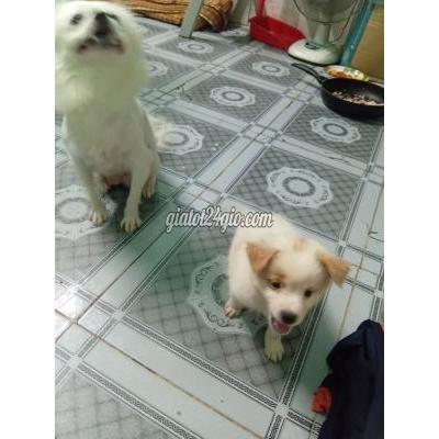 Chó Vật Nuôi Thú Cưng Thủ Đức - Hồ Chí Minh Chó Vật Nuôi Thú Cưng Thủ Đức - Hồ Chí Minh
