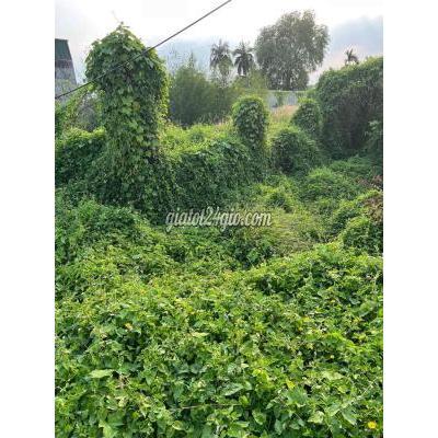 Đất Thổ Cư Quận 12 - Hồ Chí Minh Đất Thổ Cư Quận 12 - Hồ Chí Minh