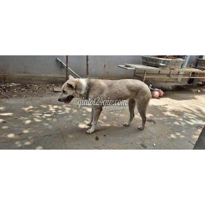 Vật Nuôi Thú Cưng Thủ Đức - Hồ Chí Minh