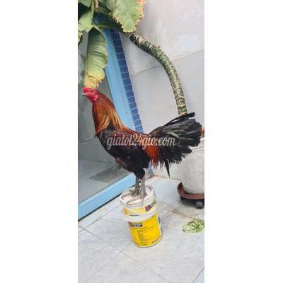 Gà ( Vật Nuôi ) Bình Thạnh - Hồ Chí Minh Gà ( Vật Nuôi ) Bình Thạnh - Hồ Chí Minh